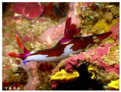 Nembrotha chamberlaini, Puerto Galera, Philippines 18 Jan... by Vasa Sirinupongs 